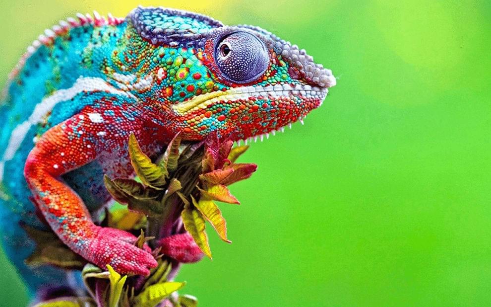 High quality photo of the Chameleon