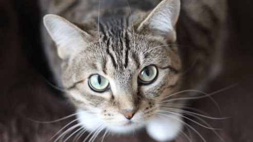 A close-up, top-down view of a tabby cat with green eyes looking up, showing its striped fur, pointed ears, and long white whiskers.